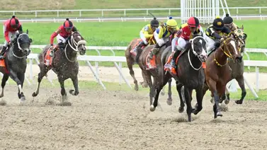 En la carrera de los datos: La yegua que nadie ve y viene con ajuste de locura En la carrera de los datos: La yegua que nadie ve y viene con ajuste de locura