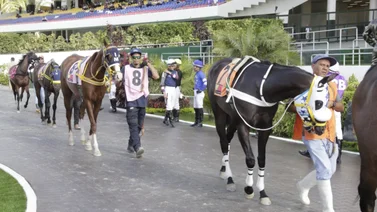Favoritos de la cátedra para el 5y6 Nacional de la reunión N°25 en el hipódromo La Rinconada