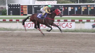 Mr. Serafini: El mejor caballo de distancia larga