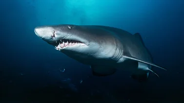 Alerta roja en Long Island: tiburones al acecho en el fin de semana más esperado del verano (+Detalles)