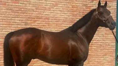 El Legado de Vacation: Ya son 15 sus hijos que conquistan carreras clásicas El Legado de Vacation: Ya son 15 sus hijos que conquistan carreras clásicas