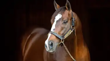 Nieta de Into Mischief con trabajos previos muy llamativos pisa la arena de La Rinconada Nieta de Into Mischief con trabajos previos muy llamativos pisa la arena de La Rinconada