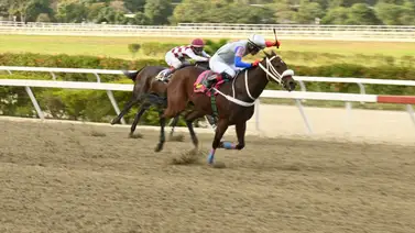 La Rinconada recibe el regreso de una hija de Triplecoronado este domingo La Rinconada recibe el regreso de una hija de Triplecoronado este domingo