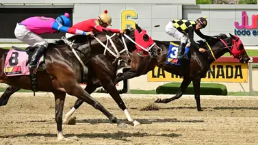 A ponerle el ojo: Caballo Veloz con capacidad para sorprender vuelve a la pista este domingo en la R26 A ponerle el ojo: Caballo Veloz con capacidad para sorprender vuelve a la pista este domingo en la R26