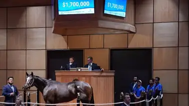 Potro de dos años ganador de Stakes es vendido en precio récord de 1,7 millones de dólares Potro de dos años ganador de Stakes es vendido en precio récord de 1,7 millones de dólares