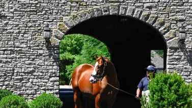 Acá tienen a los potros más caros de la subasta de julio 2025 de Fasig Tipton