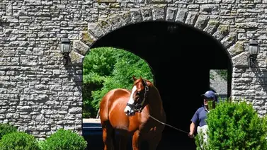 Acá tienen a los potros más caros de la subasta de julio 2025 de Fasig Tipton Acá tienen a los potros más caros de la subasta de julio 2025 de Fasig Tipton