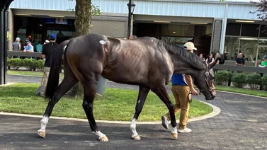 Se vendieron 156 yearlings por 16 millones de dólares este martes en Fasig Tipton