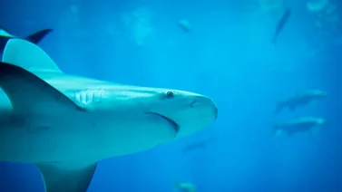 ¡Increíble! Tiburón salta del agua y golpea a un surfista en la cara (+Video)