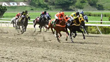 Ojo al dato: Mira esta interesante curiosidad de un ejemplar que participará en el 5y6 dominical Ojo al dato: Mira esta interesante curiosidad de un ejemplar que participará en el 5y6 dominical