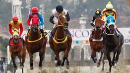 Conoce los tipos de apuestas de hipismo nacional en MeridianoBet