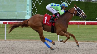 Comienzo triunfal: Luis Fuenmayor abre con victoria en jornada dominical de Gulfstream Park 