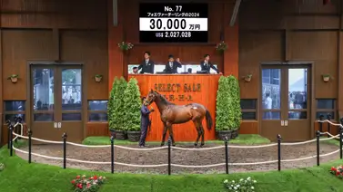 Subastan por más de 2 millones de dólares medio hermano de Forever Young Subastan por más de 2 millones de dólares medio hermano de Forever Young