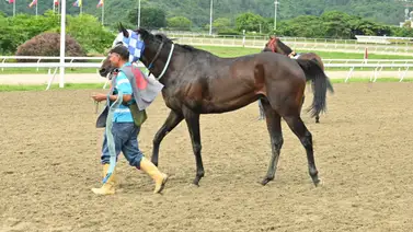 Mira lo que ocurrió con Paradigma según el informe de su jinete a los comisarios en La Rinconada Mira lo que ocurrió con Paradigma según el informe de su jinete a los comisarios en La Rinconada