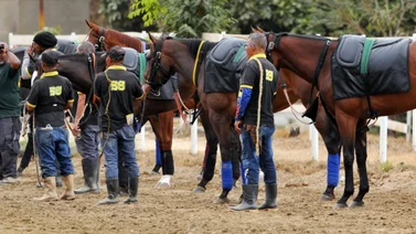 Potro importado que costó $ 15.000 hace su debut en el Clásico “Día del Veterinario” (GIII) en La Rinconada 