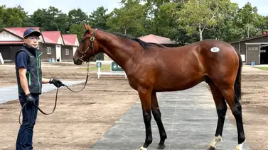 Dueño de Forever Young compra un yearling de Flightline en $1.3 millones Dueño de Forever Young compra un yearling de Flightline en $1.3 millones