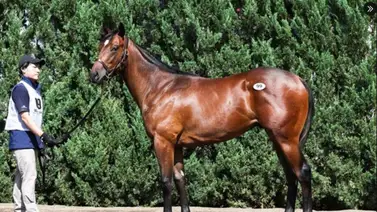 Tres productos de Flightline son vendidos en poco más de 3 millones de dólares en Japón Tres productos de Flightline son vendidos en poco más de 3 millones de dólares en Japón