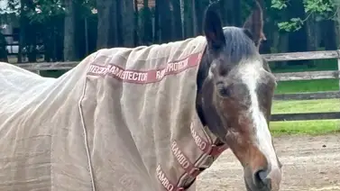 Wind In Her Hair de 34 años es la madre del triple coronado invicto Deep Impact y goza de buena salud en Japón Wind In Her Hair de 34 años es la madre del triple coronado invicto Deep Impact y goza de buena salud en Japón