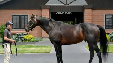 11 productos de Kitasan Black vendidos en más de 1 millón de dólares 11 productos de Kitasan Black vendidos en más de 1 millón de dólares