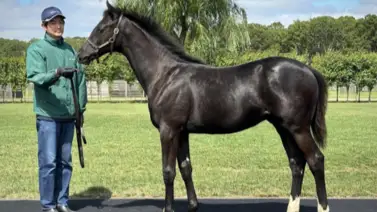 Primeros potros de Equinox coparon la escena en el segundo día de subastas en Japón Primeros potros de Equinox coparon la escena en el segundo día de subastas en Japón
