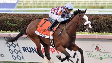 Hijo de Tiz The Law ganador del Belmont Stakes rompe récord de venta en Chile Hijo de Tiz The Law ganador del Belmont Stakes rompe récord de venta en Chile