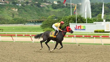 ¿Lo sabías? Mira esta interesante curiosidad de Eterna Amanda para el Clásico General Joaquín Crespo (G1) en La Rinconada 