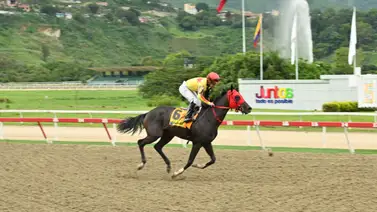 ¿Lo sabías? Mira esta interesante curiosidad de Eterna Amanda para el Clásico General Joaquín Crespo (G1) en La Rinconada ¿Lo sabías? Mira esta interesante curiosidad de Eterna Amanda para el Clásico General Joaquín Crespo (G1) en La Rinconada