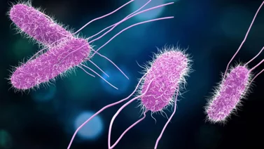 CDC alerta por brote de una peligrosa enfermedad en Florida y Nueva Jersey vinculado a frijoles Deep (+Detalles)