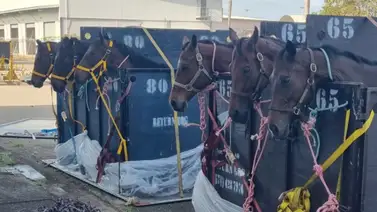 Llegan seis nuevos ejemplares importados a La Rinconada Llegan seis nuevos ejemplares importados a La Rinconada