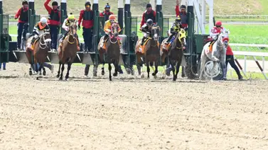 Apuesta segura: Estos son los ejemplares con más fuerza en La Rinconada Apuesta segura: Estos son los ejemplares con más fuerza en La Rinconada
