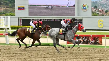 El enigma del República Bolivariana: Una yegua busca lo que solo cuatro consiguieron El enigma del República Bolivariana: Una yegua busca lo que solo cuatro consiguieron