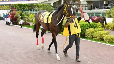 Debut de Impacto: El mismo abuelo de Bella del Nilo y Maple Grove tiene otra nieta que hace su estreno este sábado en La Rinconada  Debut de Impacto: El mismo abuelo de Bella del Nilo y Maple Grove tiene otra nieta que hace su estreno este sábado en La Rinconada