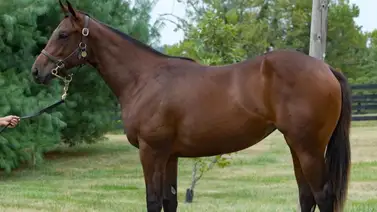 Este jueves hará el debut la hija de Cacciatora en manos de Bob Baffert Este jueves hará el debut la hija de Cacciatora en manos de Bob Baffert