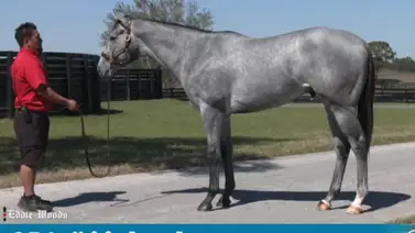 Así se ven 3 millones de dólares sobre el lomo de un hijo de Gun Runner Así se ven 3 millones de dólares sobre el lomo de un hijo de Gun Runner