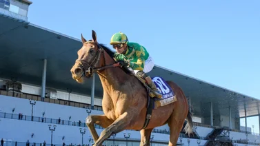 Nieto de Bernardini va por su primer Stakes como tresañero en Saratoga