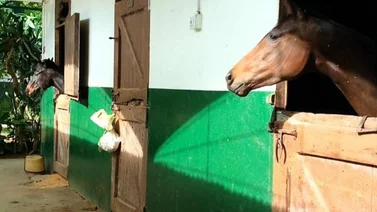 El Stud Transformers: Ejemplares argentinos ya se encuentra alojados en su cuadra en La Rinconada