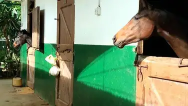 El Stud Transformers: Ejemplares argentinos ya se encuentra alojados en su cuadra en La Rinconada El Stud Transformers: Ejemplares argentinos ya se encuentra alojados en su cuadra en La Rinconada