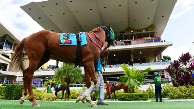 Favoritos de la cátedra para el 5y6 Nacional de la reunión N°28 en el hipódromo La Rinconada
