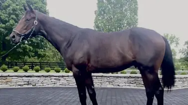 Debutará el sábado un dosañero que costó casi 1 millón de dólares en Saratoga Debutará el sábado un dosañero que costó casi 1 millón de dólares en Saratoga