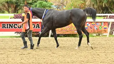 Conoce la "Bomba" que hará temblar los pronósticos de Impetuosa y Queen Vanemar en La Rinconada Conoce la "Bomba" que hará temblar los pronósticos de Impetuosa y Queen Vanemar en La Rinconada