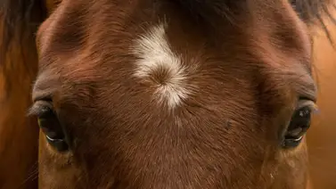 Fallece el caballo más viejo del mundo y dueño del Récord Guinness Fallece el caballo más viejo del mundo y dueño del Récord Guinness