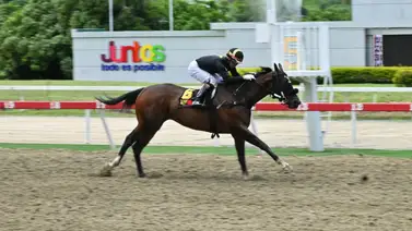 ¡Duelo de Potras! La importada Fleet Street Reta a cuatro rivales en el Clásico Simón Rodríguez (GII) de La Rinconada ¡Duelo de Potras! La importada Fleet Street Reta a cuatro rivales en el Clásico Simón Rodríguez (GII) de La Rinconada