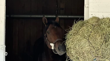 Sierra Leone entrará en esta lista especial en caso de ganar el Whitney Stakes el sábado