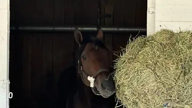 Sierra Leone entrará en esta lista especial en caso de ganar el Whitney Stakes el sábado Sierra Leone entrará en esta lista especial en caso de ganar el Whitney Stakes el sábado