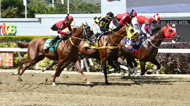 ¿Estos productos de la yegua importada Pine Shelter repetirán victoria este fin de semana? Aquí te lo contamos ¿Estos productos de la yegua importada Pine Shelter repetirán victoria este fin de semana? Aquí te lo contamos