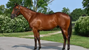 Potro que costó casi 1 millón de dólares debutará este fin de semana Potro que costó casi 1 millón de dólares debutará este fin de semana