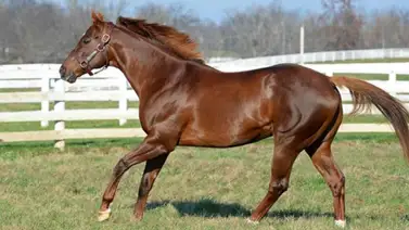 Smarty Jones este viernes será inducido al Salón de la Fama en Nueva York Smarty Jones este viernes será inducido al Salón de la Fama en Nueva York