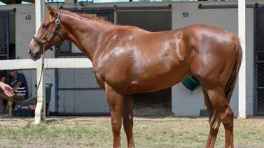 Este domingo debuta potro entrenado por Bob Baffert que costó $1.150.000 Este domingo debuta potro entrenado por Bob Baffert que costó $1.150.000
