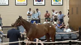 Lo hizo de nuevo: El agente venezolano Pedro Lanz hace historia en Fasig-Tipton tras adquirir purasangre por un récord de $2.000.000