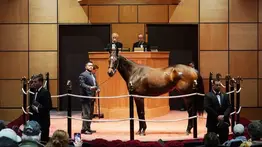 El millonario hijo de Gun Runner y Campanelle debutó en las pistas de Europa